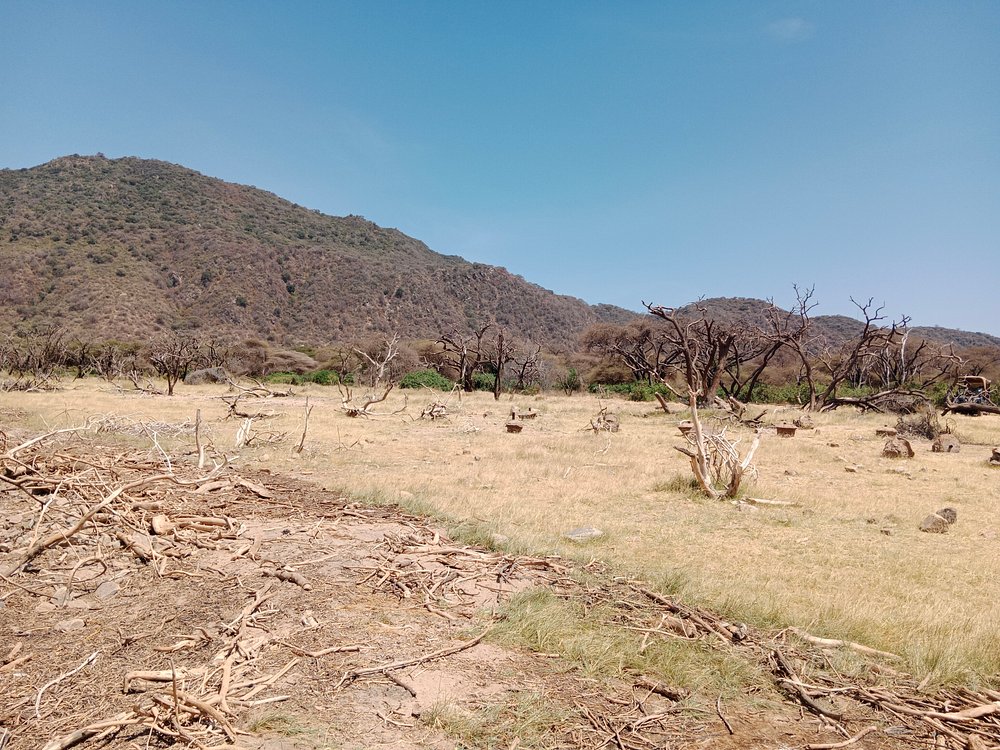 2 Days Group Tour Tarangire and Manyara - Tanzania safari gallery image